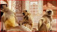 "Monkeys invade the city after Tulsidas wrote Hanuman Chalisa"